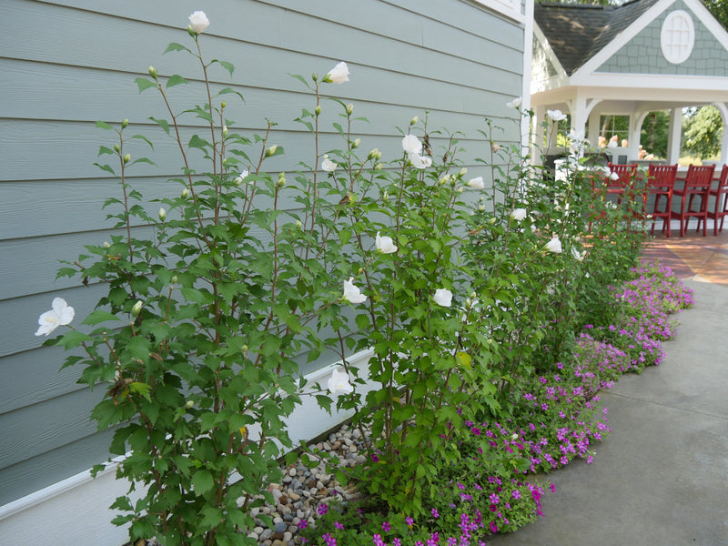 Proven Winners® Shrub Plants|Hibiscus - White Pillar Rose of Sharon 3