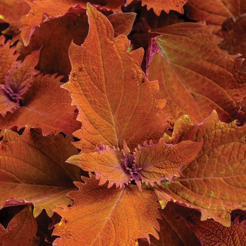 Proven Winners® Annual Plants|Solenostemon - ColorBlaze Wicked Hot Coleus 1