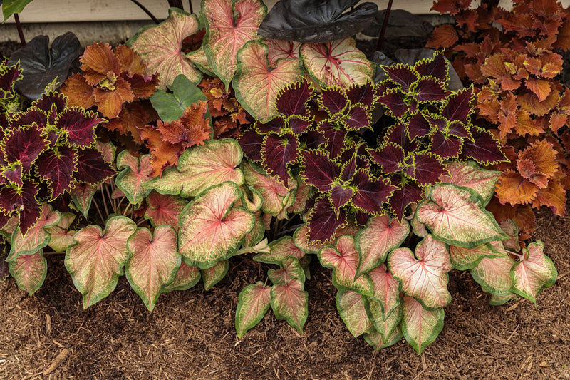 Proven Winners® Annual Plants|Solenostemon - ColorBlaze Wicked Hot Coleus 2