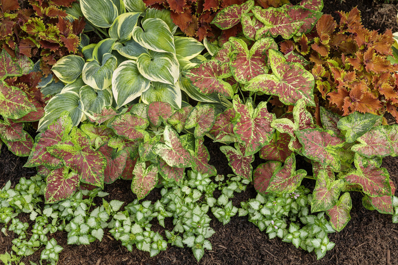 Proven Winners® Annual Plants|Solenostemon - ColorBlaze Wicked Hot Coleus 4