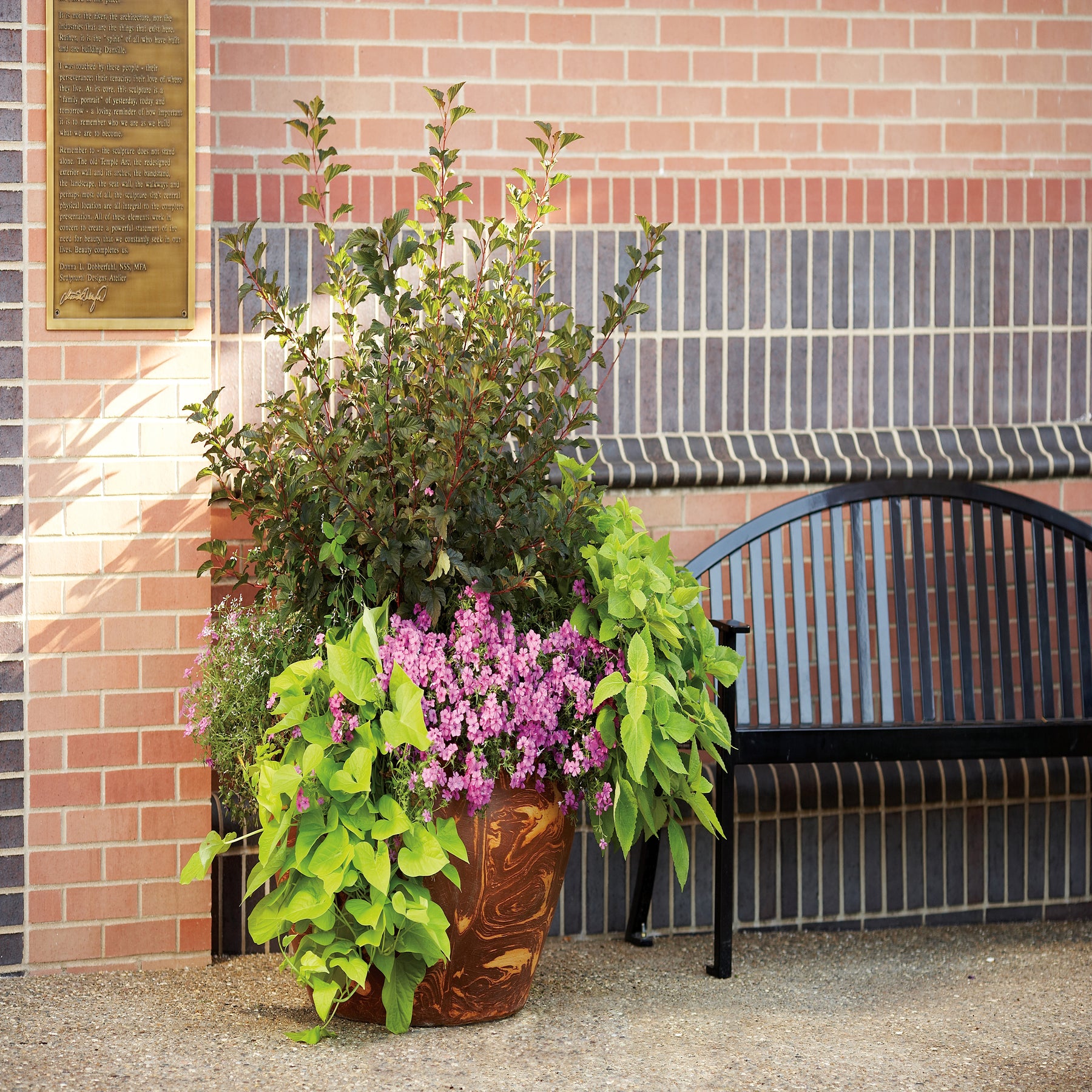 Wine & Roses Reblooming Weigela | Buy Proven Winners Plants Online ...