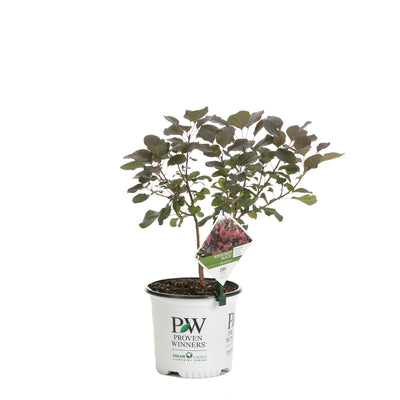 Proven Winners® Shrub Plants|Cotinus - Winecraft Black Smokebush 4