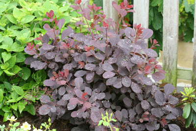 Proven Winners® Shrub Plants|Cotinus - Winecraft Black Smokebush 3