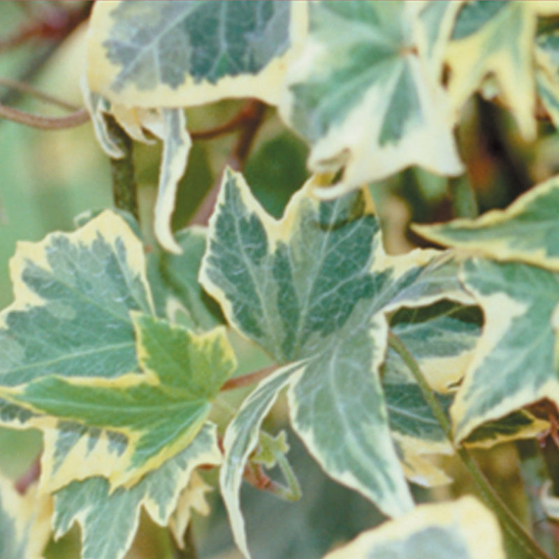 Proven Winners® Perennial Plants|Hedera - Yellow Ripple Ivy 1