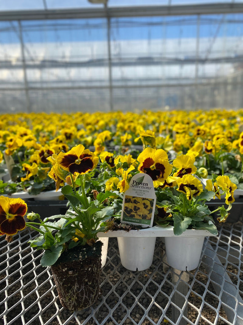 Proven Selections® Yellow with Blotch Pansy (Viola) - New Proven Selections® Variety 2023