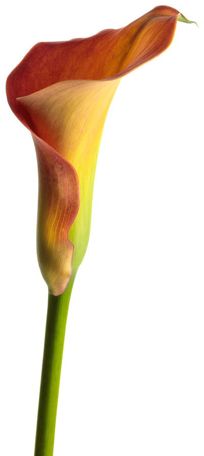 Be My® Main Squeeze™ Calla Lily Hybrid (Zantedeschia)