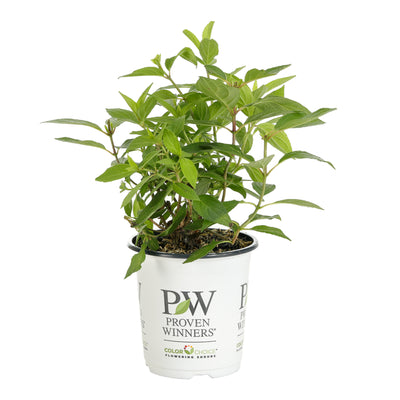 Proven Winners® Shrub Plants|Paniculata - Zinfin Doll Hardy Hydrangea 6