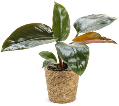 Prismacolor™ Rojo Congo Hybrid (Philodendron)