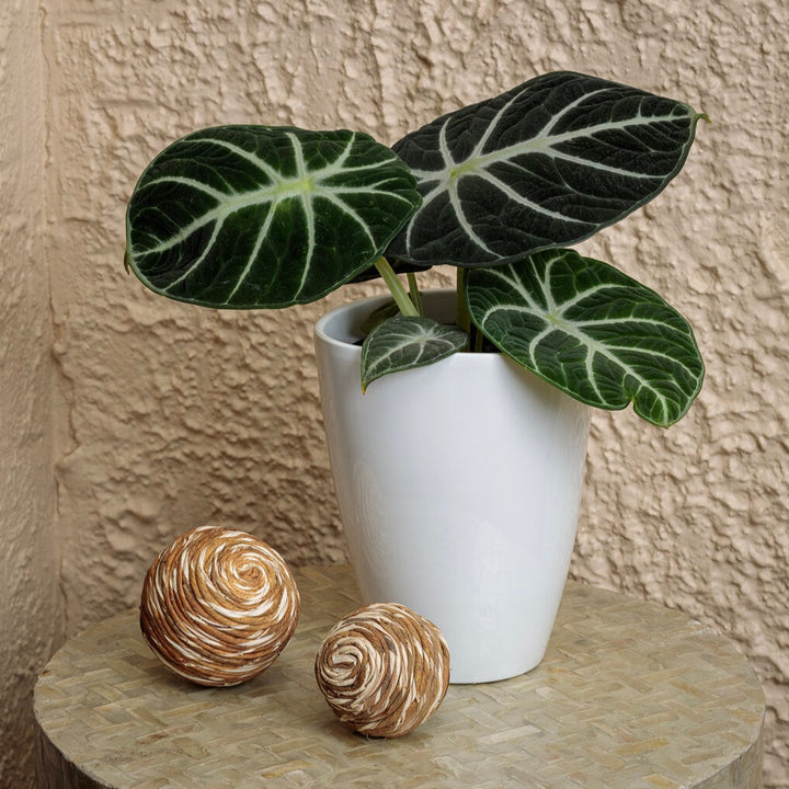 alocasia_mythic_ninja_tag_720x