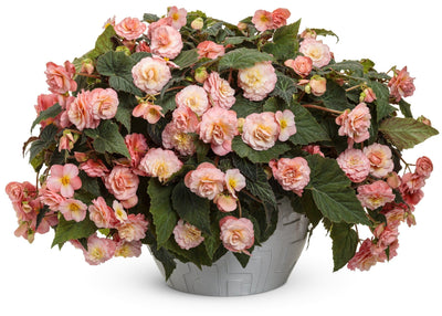 Double Delight® Blush Rose (Begonia hybrid)