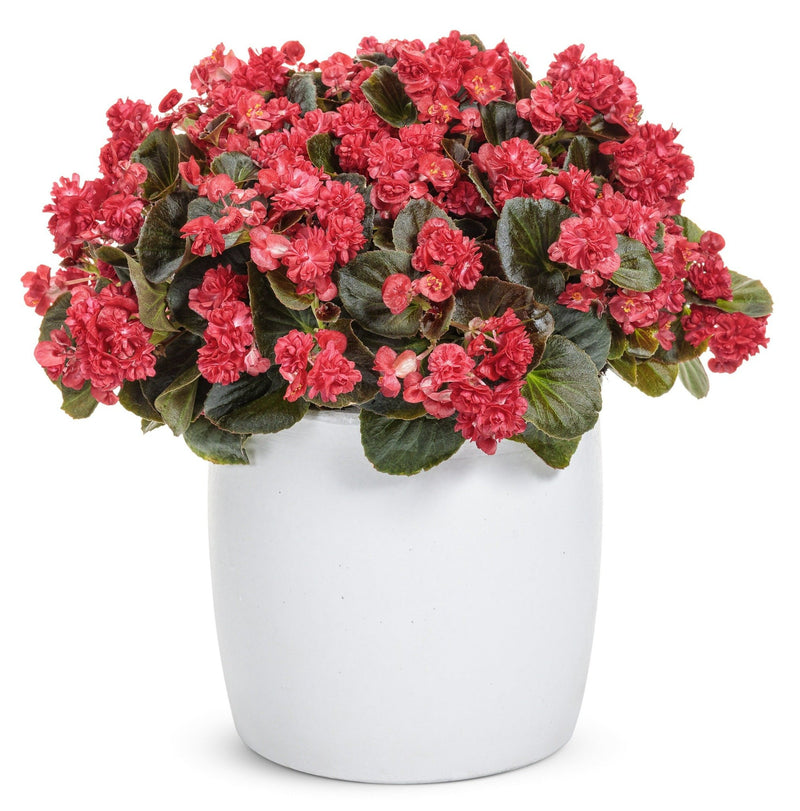 Double Up™ Red (Begonia)
