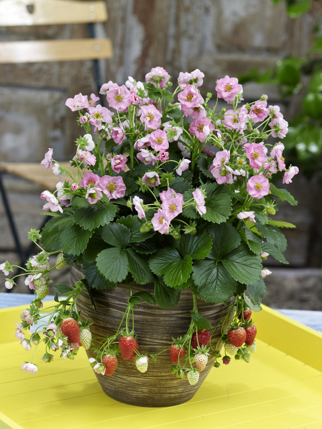 berried treasure red strawberry seeds Seeds Berried Treasure® Pink Strawberry (Fragaria)