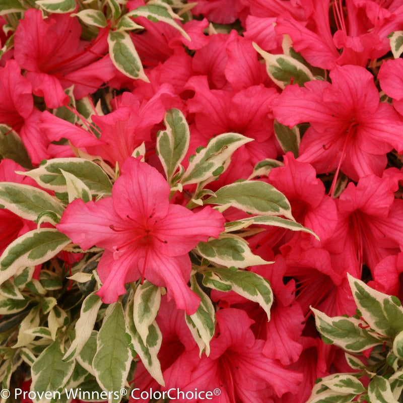 Proven Winners® Shrub Plants|Rhododendron - Bollywood Azalea 1