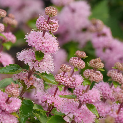 Beyond Pink'd™ Bluebeard (Caryopteris)