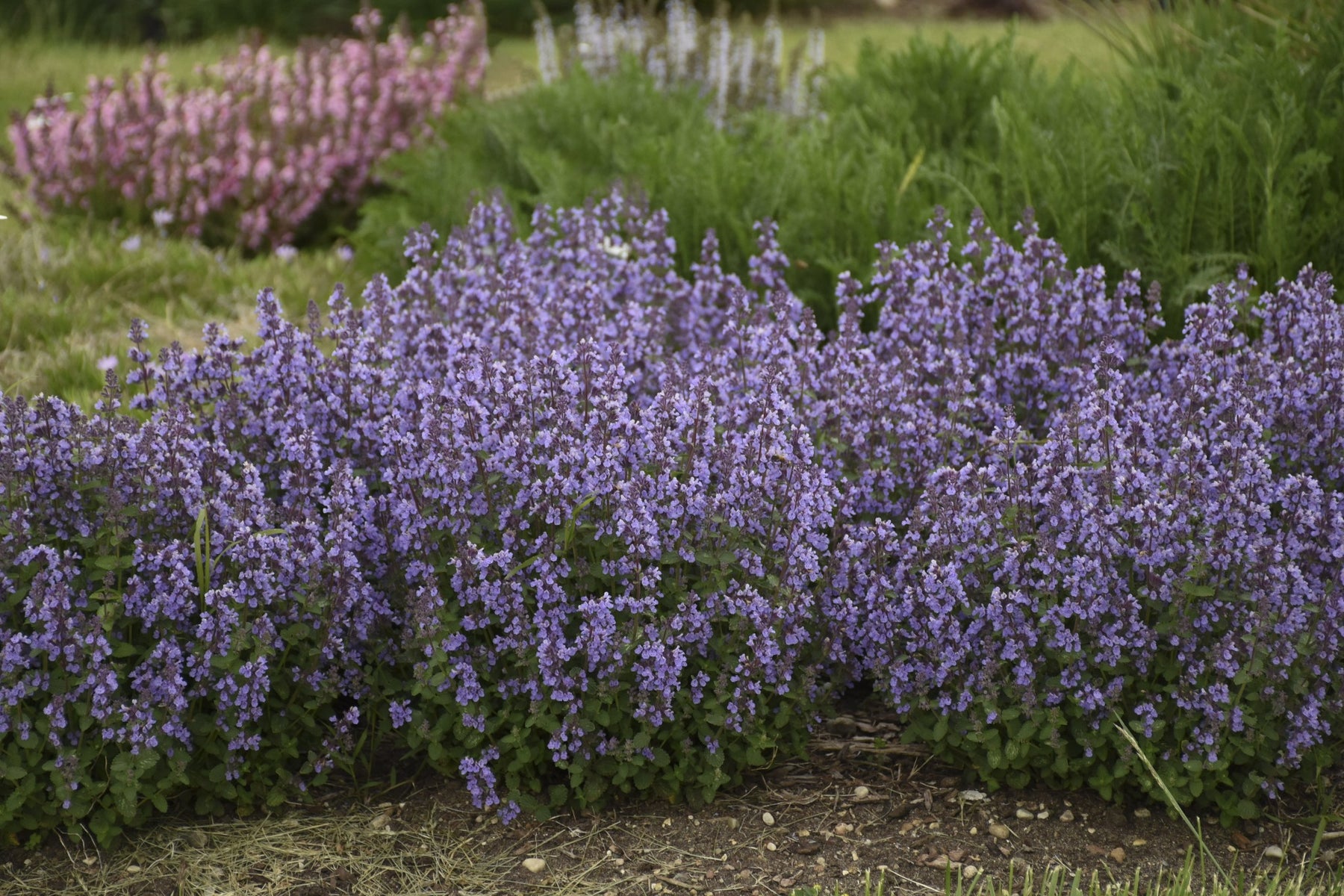 Nepeta 'Cat's Pajamas' (Catmint) // BEST,🌞 Earlier, Free