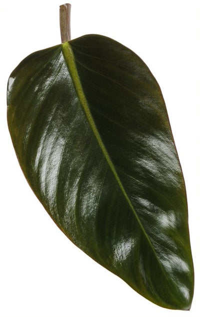 Prismacolor™ Rojo Congo Hybrid (Philodendron)