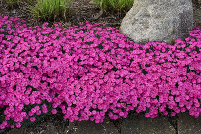 'Paint the Town Magenta' Pinks (Dianthus)