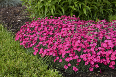 'Paint the Town Magenta' Pinks (Dianthus)