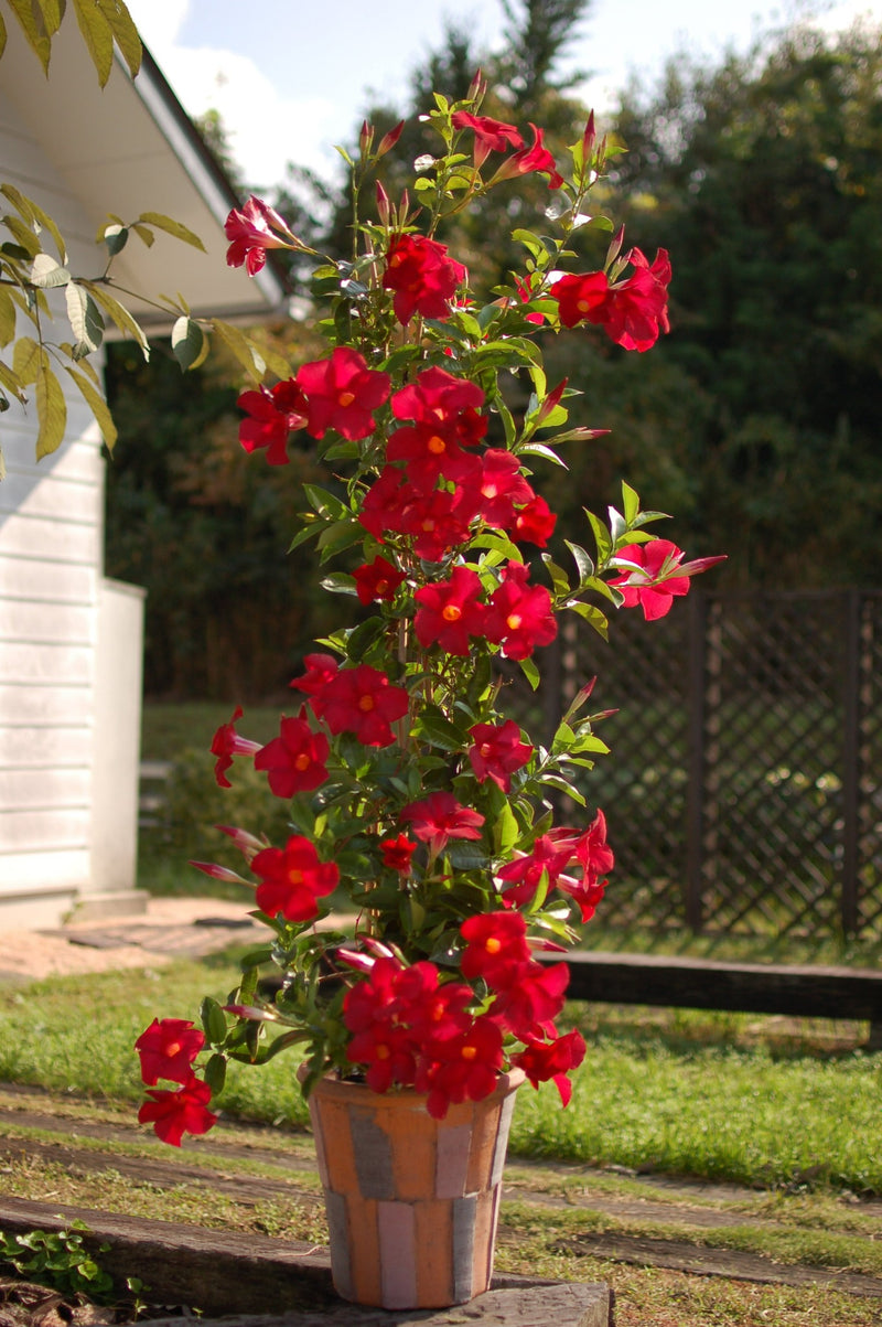 Proven Winners® Annual Plants|Dipladenia - Bombshell Red 2
