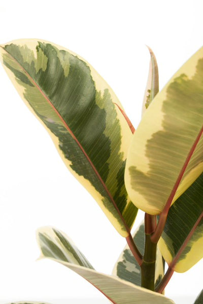Chroma® Tineke Rubber Plant (Ficus elastica)