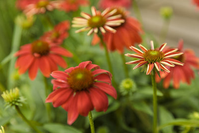 Color Coded® 'Orange You Awesome' Coneflower (Echinacea)
