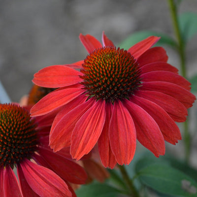 Color Coded® 'Frankly Scarlet' Coneflower (Echinacea)