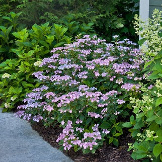 Hydrangea serrata, Tiny Tuff Stuff™ - Burpee