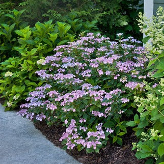 Proven Winners® Shrub Plants|Serrata - Tiny Tuff Stuff Mountain Hydrangea 2