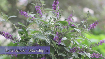 Lo & Behold® 'Blue Chip Jr.' Butterfly Bush (Buddleia)