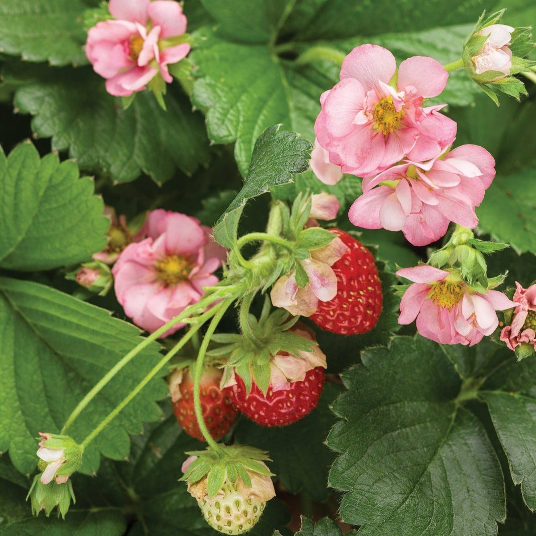 rainbow treasure strawberry seeds Pink Strawberry Seeds