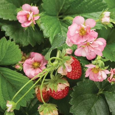 Berried Treasure® Pink Strawberry (Fragaria)