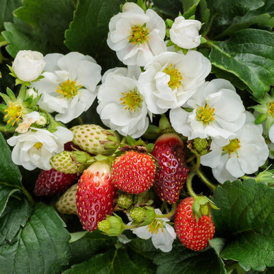 Berried Treasure® White Strawberry (Fragaria)
