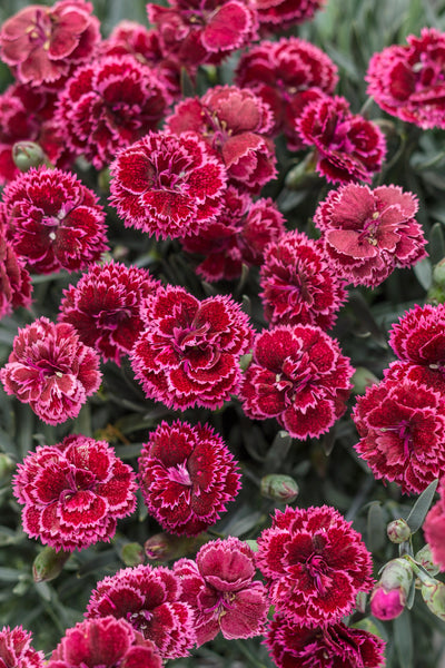 Fruit Punch® 'Black Cherry Frost' Pinks (Dianthus)