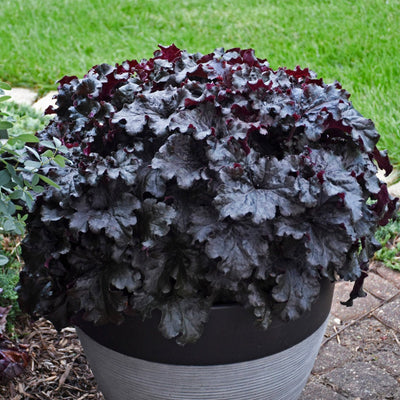 Dressed Up™ 'Evening Gown' Coral Bells (Heuchera) - New Proven Winners® Variety 2023