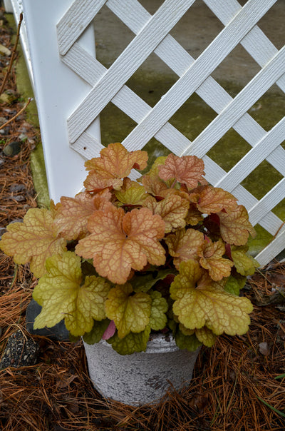 Dolce® 'Toffee Tart' Coral Bells (Heuchera)