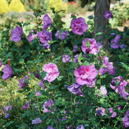 Dark Lavender Chiffon® Rose of Sharon (Hibiscus)