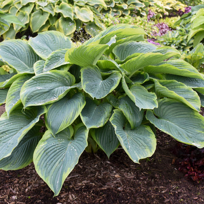 Proven Winners® Perennial Plants|Hosta - Shadowland 'Wu-La-La' 1