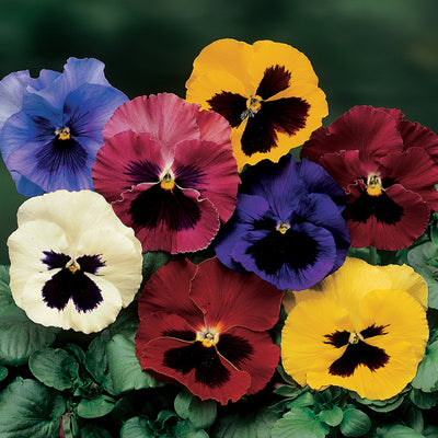 Proven Selections® Blotch Mix Pansy (Viola) - New Proven Selections® Variety 2023