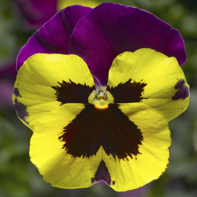 Proven Selections® Yellow with Purple Wing Pansy (Viola) - New Proven Selections® Variety 2023