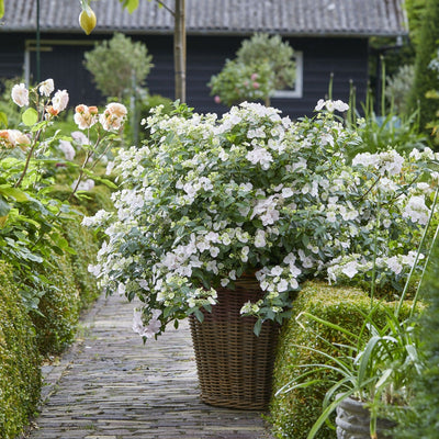 Budded to Bloom Fairytrail Bride™ Cascade Hydrangea
