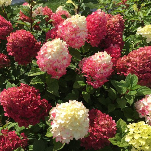 Buy Hydrangeas Online Proven Winners Direct