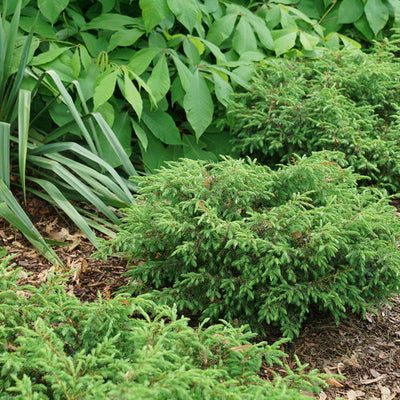 Proven Winners® Shrub Plants| Juniperus - Tortuga 5