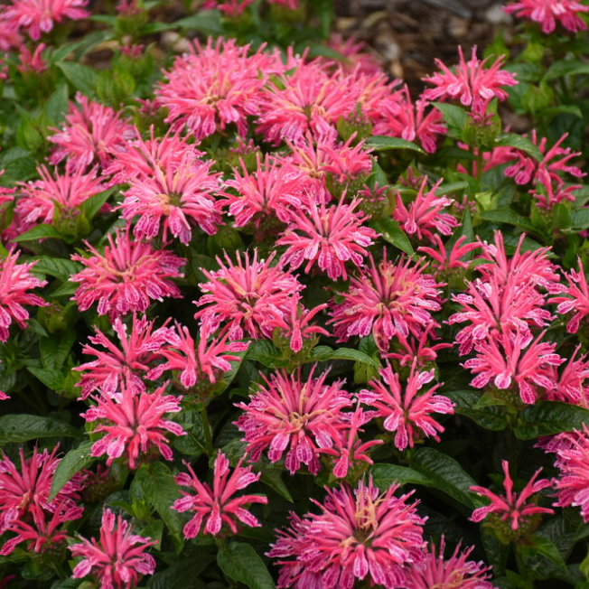 Bee Balm | Leading Lady Pink | Proven Winners Direct – Proven Winners ...