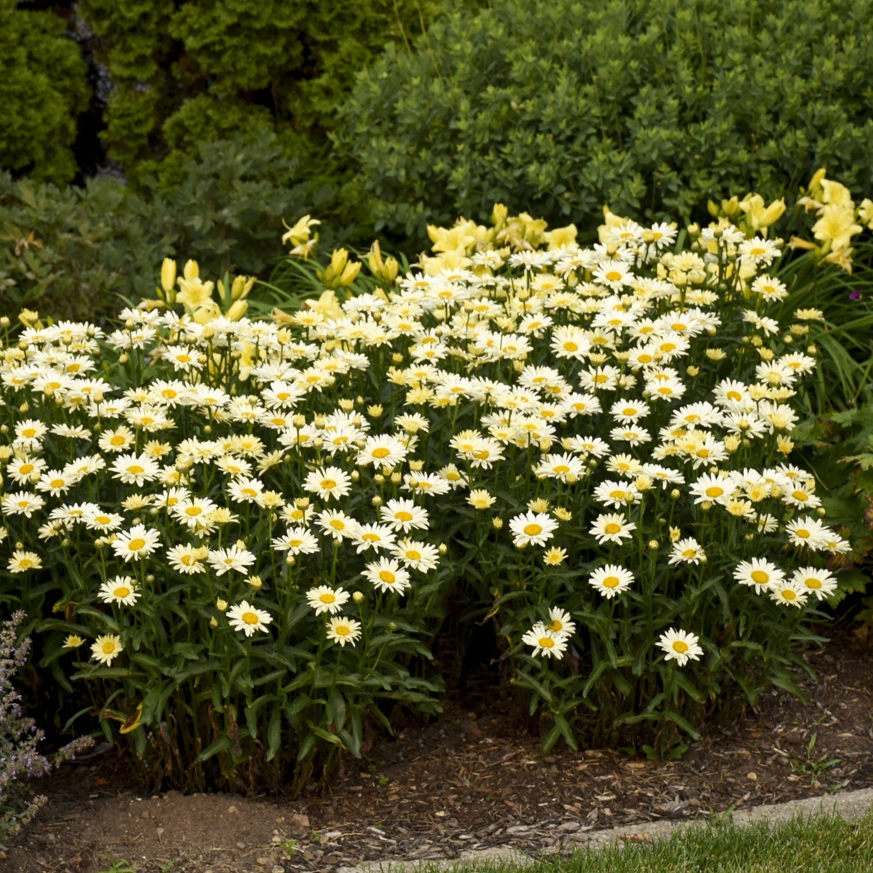 Leucanthemum AMAZING DAISIES® 'Banana Cream II' - Garden Crossings