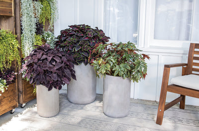 ColorBlaze® Newly Noir™ (Coleus)