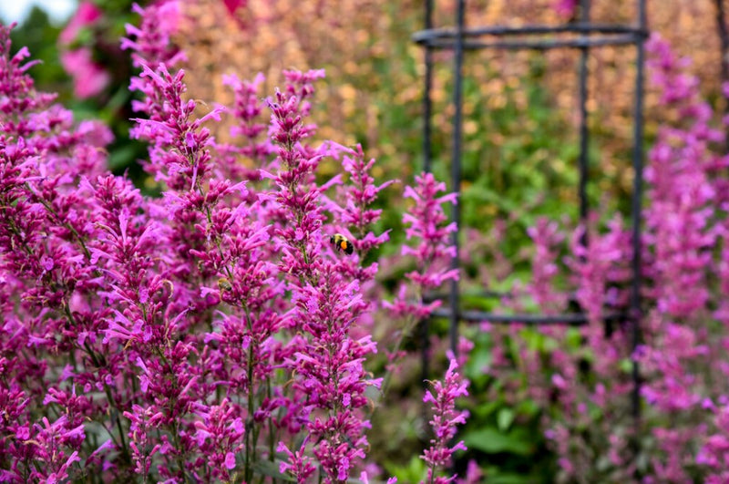 Meant to Bee™ Royal Raspberry Anise Hyssop (Agastache)