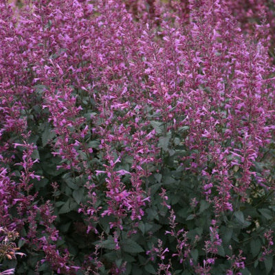 Meant to Bee™ Royal Raspberry Anise Hyssop (Agastache) - New Proven Winners® Variety 2023