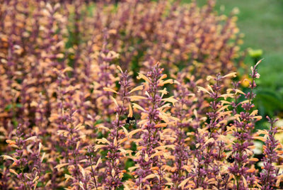 Meant to Bee™ Queen Nectarine Anise Hyssop (Agastache)