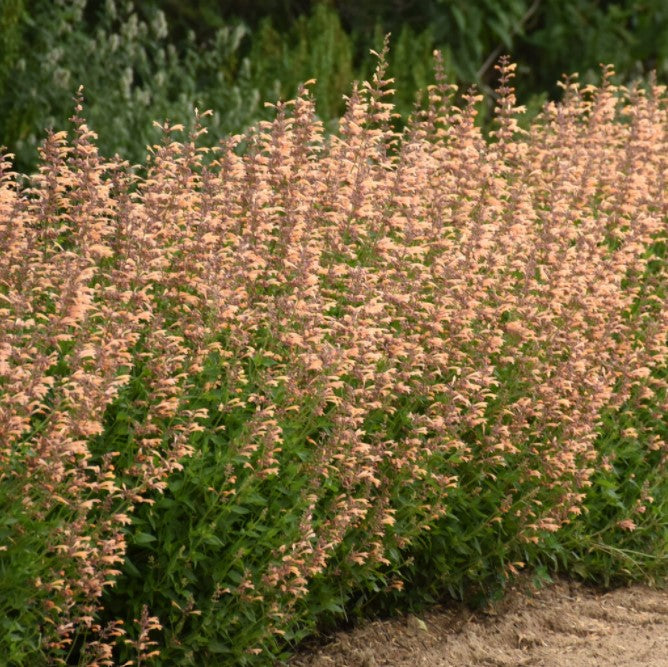 Meant to Bee™ Queen Nectarine Anise Hyssop (Agastache)