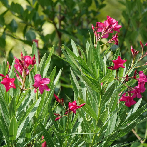 Austin Pretty Limits® Oleander (Nerium)